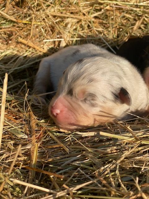Jean-marc Deschamps - Chiots disponibles - Berger Australien