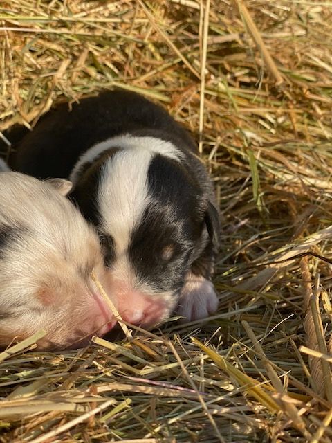 Jean-marc Deschamps - Chiots disponibles - Berger Australien