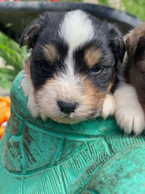 Jean-marc Deschamps - Chiots disponibles - Berger Australien