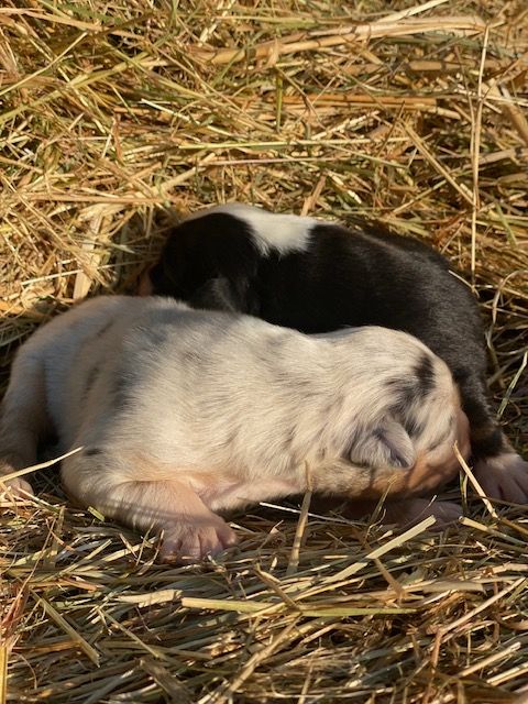 Jean-marc Deschamps - Chiots disponibles - Berger Australien