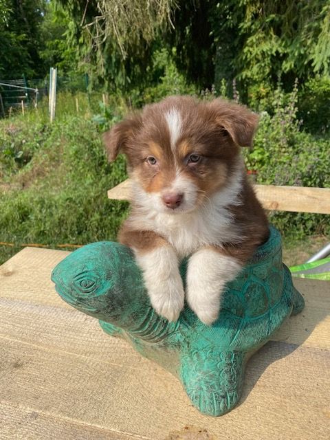 Jean-marc Deschamps - Chiots disponibles - Berger Australien