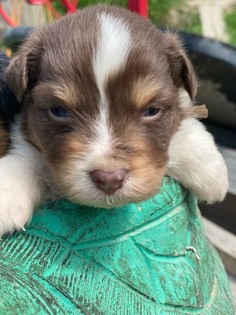 Jean-marc Deschamps - Chiots disponibles - Berger Australien