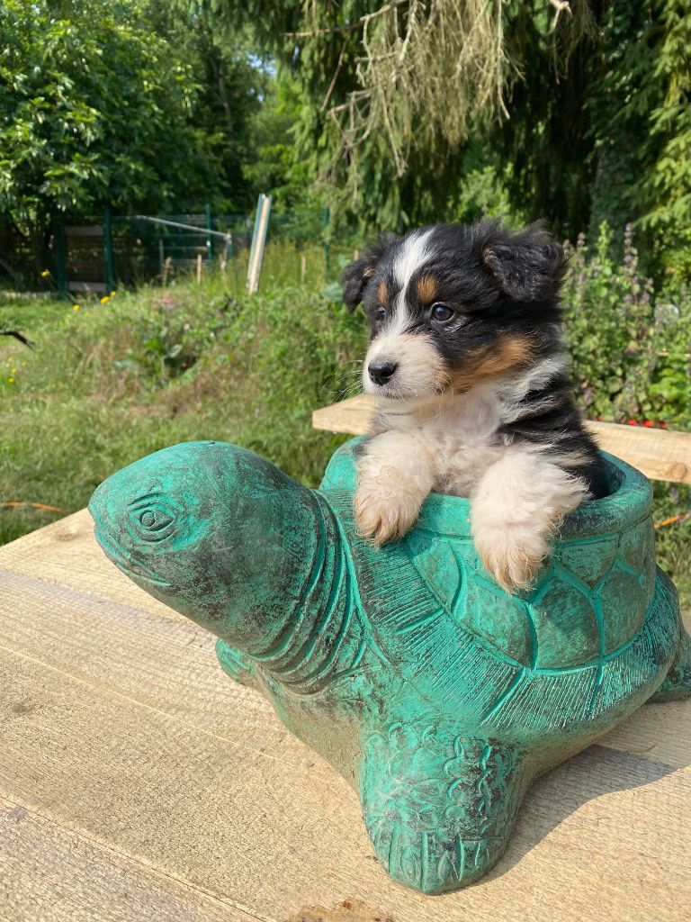 Jean-marc Deschamps - Chiots disponibles - Berger Australien