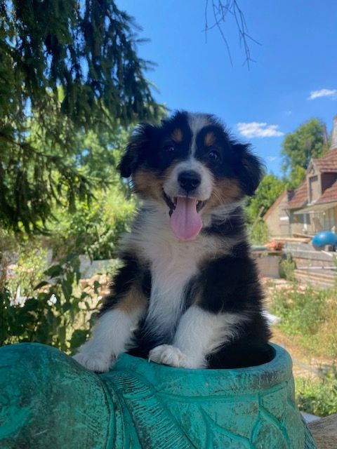 Jean-marc Deschamps - Chiots disponibles - Berger Australien