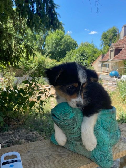 Jean-marc Deschamps - Chiots disponibles - Berger Australien