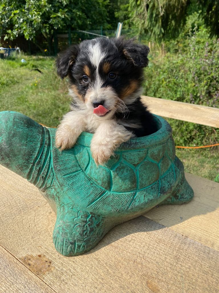 Jean-marc Deschamps - Chiots disponibles - Berger Australien