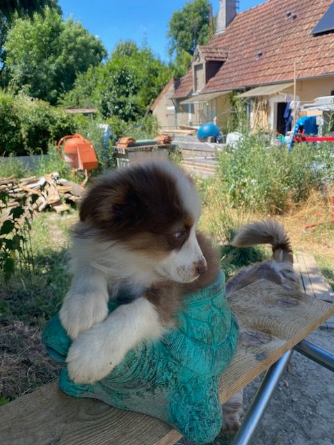 Jean-marc Deschamps - Chiots disponibles - Berger Australien